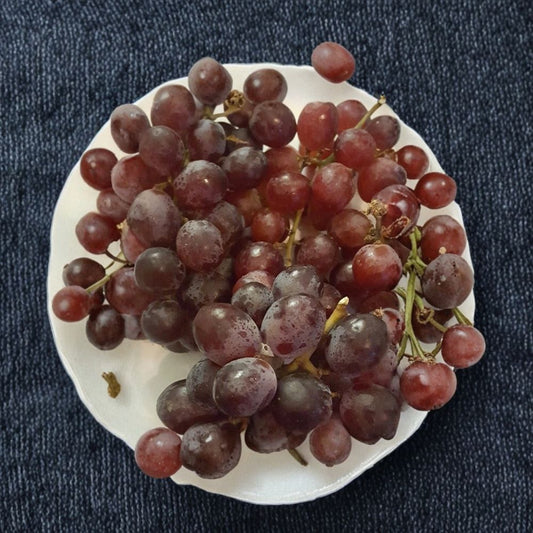 Red Globe Grape Vine – Vitis vinifera Live Plant | 2 Gallon Size | Self-Fertile "Do It All" Grape | Fresh Eating, Juice & Wine | Easy to Grow