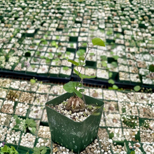 Dioscorea Elephantipes – Live Plant | 3 Inch Pot | Elephant’s Foot Caudex Succulent | Rare Collector Plant | Drought Tolerant