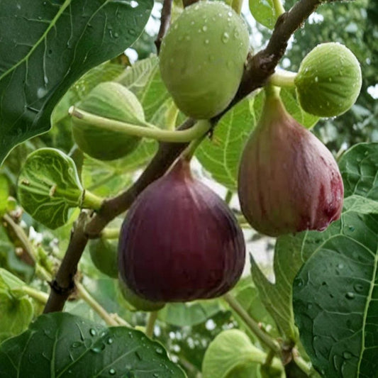 Olympian Fig Tree Live Plant | 2-Year-Old Ficus Fig Tree | Ready for Planting | Fast Growing Fruit Tree | Outdoor Garden Plant | Medium to Full Sun