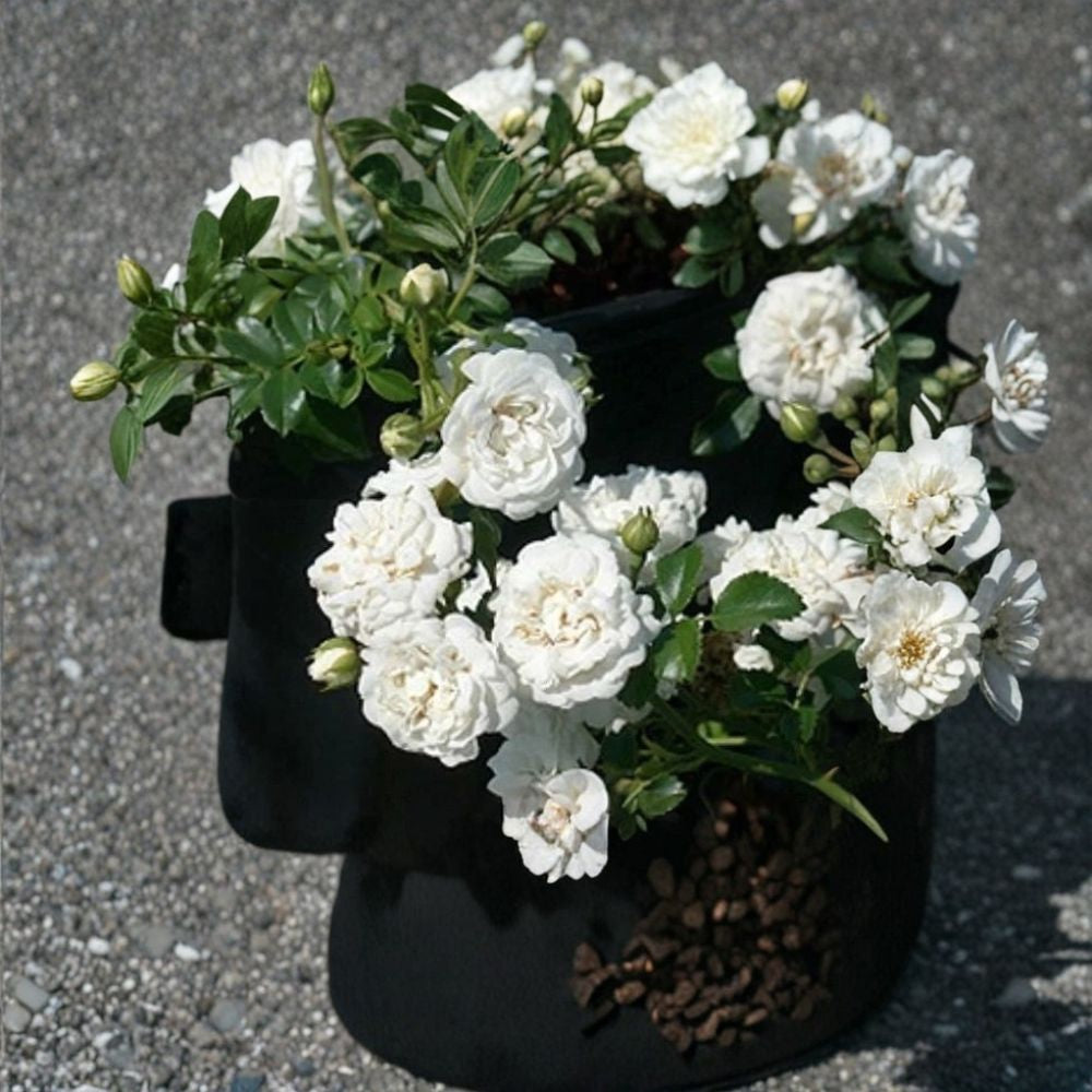 White Drift® Groundcover Rose – Rosa 'Meizorland' Live Plant | 1 Quart Size | Ships in Fabric Grow Bag | Low Maintenance | Repeat Blooming