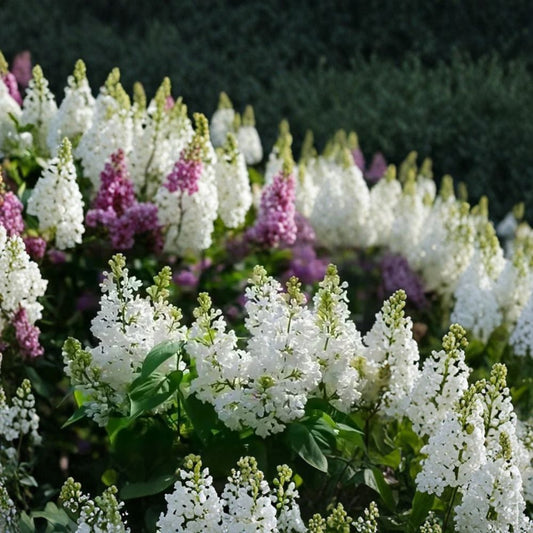 Bridal Memories Lilac Bush Live Plant | Bare Root Syringa vulgaris | Fragrant White Flowering Shrub | Hardy Perennial | Ready to Plant