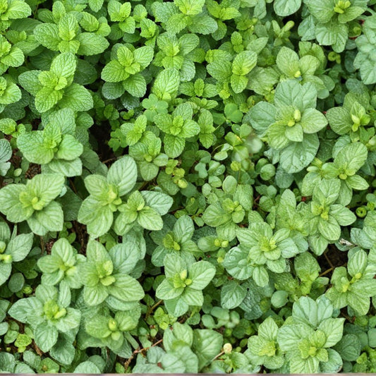 Spearmint Mint Cuttings – Mentha spicata Live Unrooted Cuttings | 12 Organic Mint Cuttings for Rooting | Culinary Herb Starter | Easy to Grow