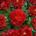 Red Geranium Cuttings – 5 Unrooted Live Plant Cuttings | 8–10 Inches Long | Easy Propagation Flower Plant | Patio & Garden Friendly