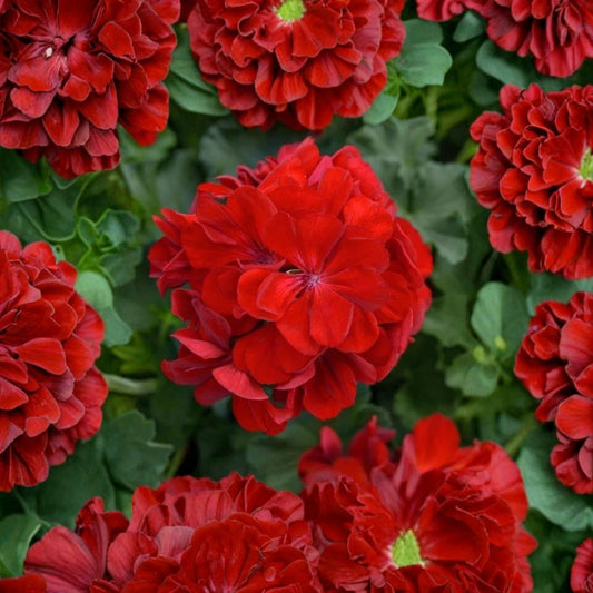 Red Geranium Cuttings – 5 Unrooted Live Plant Cuttings | 8–10 Inches Long | Easy Propagation Flower Plant | Patio & Garden Friendly