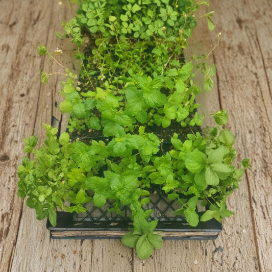 Peppermint Herb Plant – Mentha × piperita Live Plant | 4 Inch Pot | Culinary & Medicinal Herb | Indoor & Outdoor Friendly | Easy to Grow