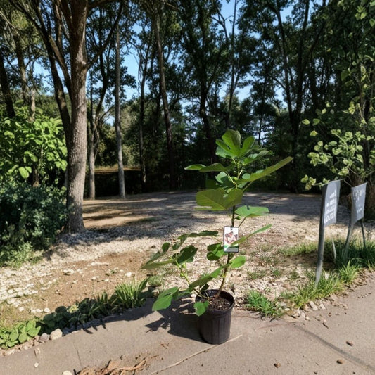 Texas Everbearing Fig Tree – Ficus carica Live Fruit Tree | 1 Gallon Size | Sweet Juicy Figs | Heavy Producing Variety | Easy to Grow Home Garden Tree