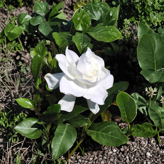 Gardenia Live Plants – 2 Heirloom Cape Jasmine Bushes | 12 Inches Tall | Fragrant White Flowers | Bare Root Starter Shrubs | Outdoor Patio Plant