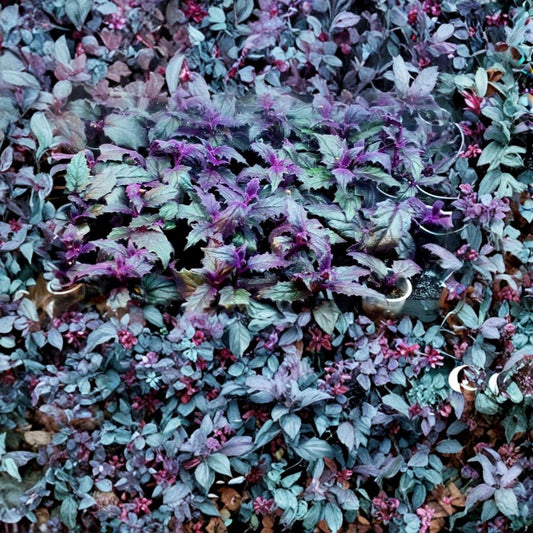 Purple Passion Plant – Set of 2 Live Starter Plants | Gynura aurantiaca | Velvet Plant | Purple Foliage Houseplant | Rooted Indoor Tropical Plant