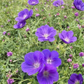 Orion Geranium Seeds – 25+ Premium Pelargonium Flower Seeds | Colorful Garden & Patio Blooms | Easy to Grow Flowers