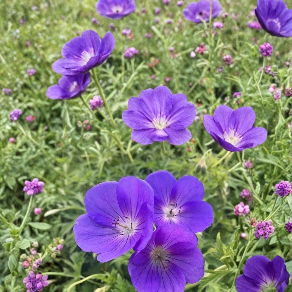 Orion Geranium Seeds – 25+ Premium Pelargonium Flower Seeds | Colorful Garden & Patio Blooms | Easy to Grow Flowers