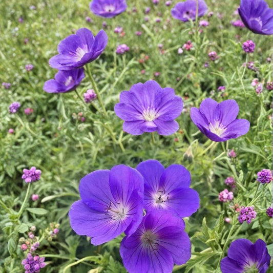 Orion Geranium Seeds – 25+ Premium Pelargonium Flower Seeds | Colorful Garden & Patio Blooms | Easy to Grow Flowers