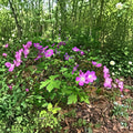 Wild Geranium Root Divisions – 5 Live Hardy Perennial Plants | Purple Blooming Garden Flowers | Shade & Sun Friendly | Easy to Grow