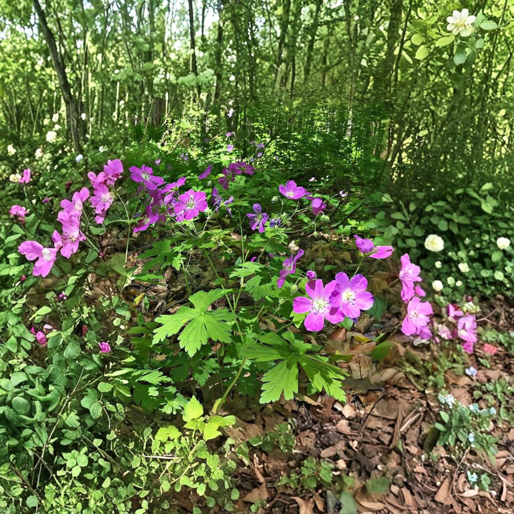 Wild Geranium Root Divisions – 5 Live Hardy Perennial Plants | Purple Blooming Garden Flowers | Shade & Sun Friendly | Easy to Grow