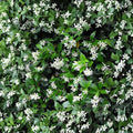 Confederate Jasmine Cuttings – 55 Pack Unrooted 6–12 Inch Vines | Trachelospermum jasminoides | Fragrant Climbing Plant | Propagation Starter