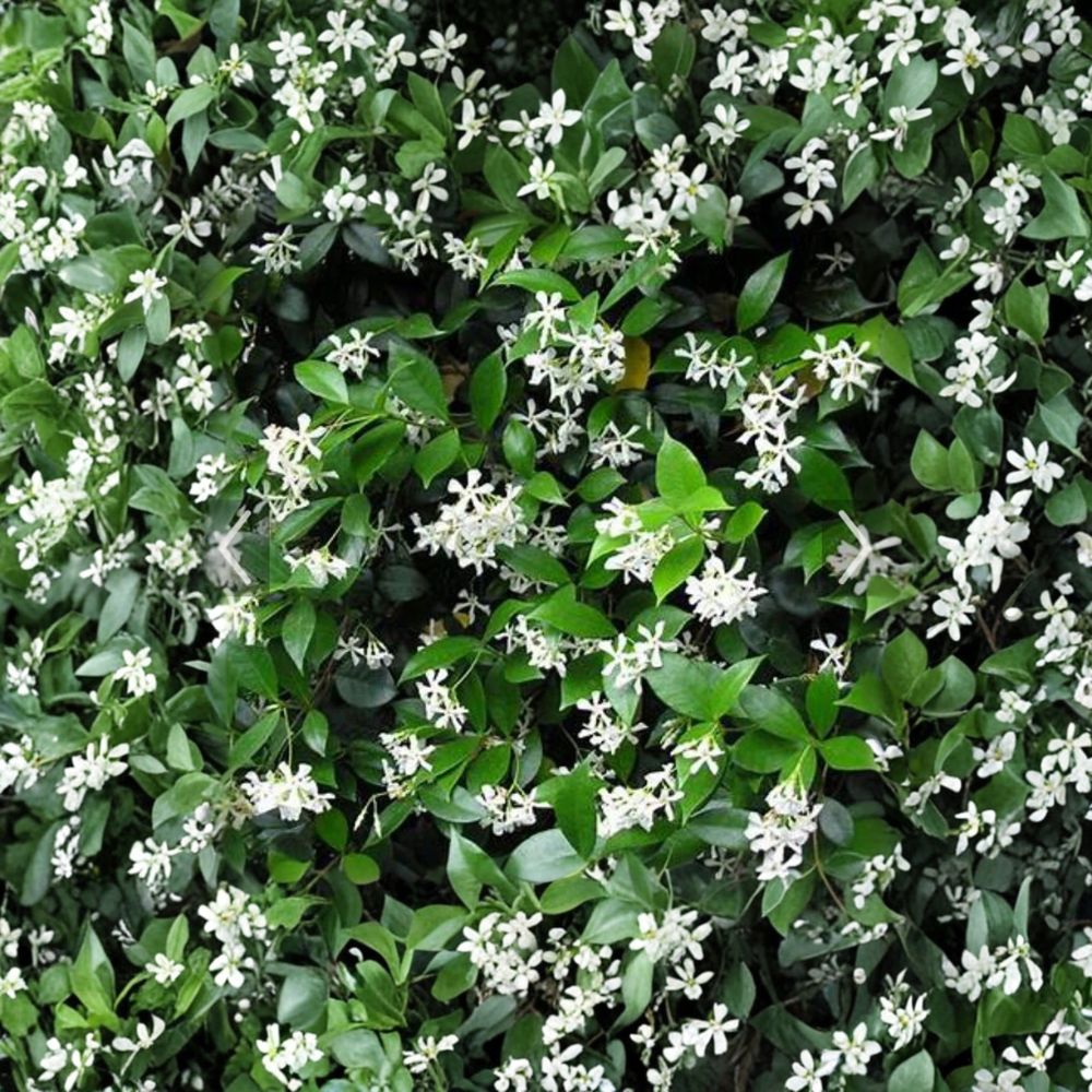 Confederate Jasmine Cuttings – 55 Pack Unrooted 6–12 Inch Vines | Trachelospermum jasminoides | Fragrant Climbing Plant | Propagation Starter