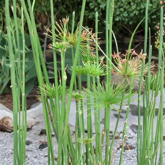 Dwarf Papyrus – Cyperus papyrus Live Pond Plant | Tropical Aquatic Marginal Plant | 15–25 Inch Live Plant