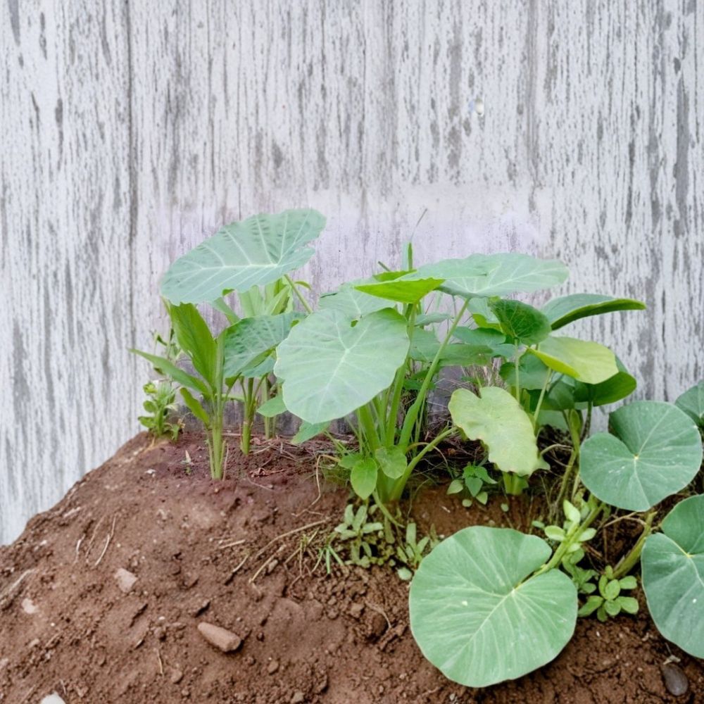 Bac Ha Plant – Live Rooted Vietnamese Elephant Ear | Edible Taro Plant | Tropical Perennial Vegetable | Easy to Grow