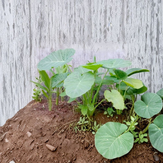 Bac Ha Plant – Live Rooted Vietnamese Elephant Ear | Edible Taro Plant | Tropical Perennial Vegetable | Easy to Grow