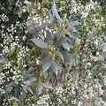 Bay Laurel Cuttings – Laurus nobilis Live Plant | Set of 5 Sweet Bay 6–8 Inch Cuttings | DIY Propagation Herb Tree | Indoor Outdoor Growing