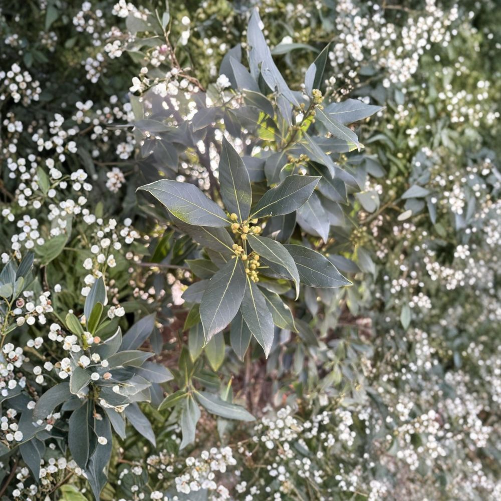 Bay Laurel Cuttings – Laurus nobilis Live Plant | Set of 5 Sweet Bay 6–8 Inch Cuttings | DIY Propagation Herb Tree | Indoor Outdoor Growing