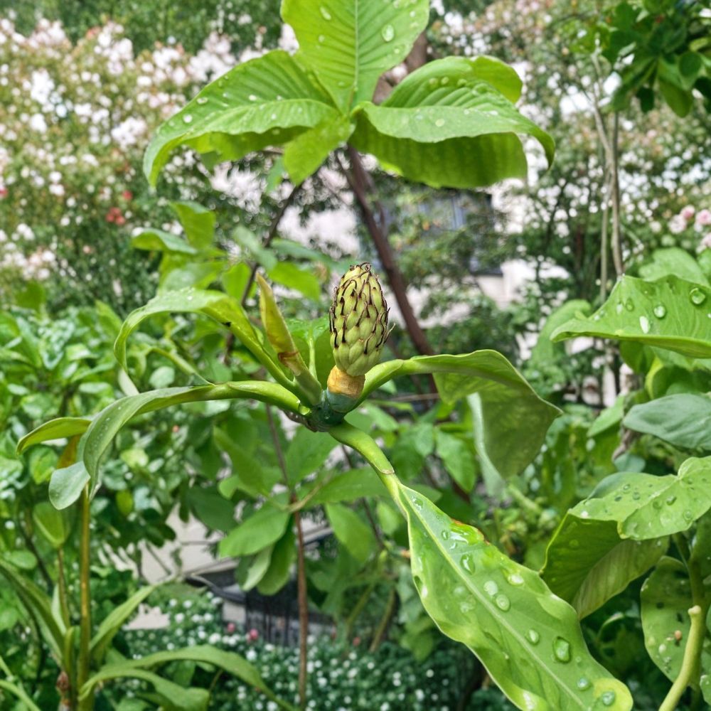 Bigleaf Magnolia Tree – Magnolia macrophylla Live Plant | 12–30 Inch Starter Tree | Large Leaf Flowering Tree | Ornamental Outdoor Garden