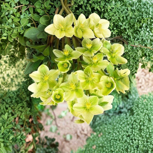 Snow Love Winter Magic Hellebore Live Plant – Helleborus | Rooted Perennial | White Spring Blooms | Evergreen Shade Garden Plant