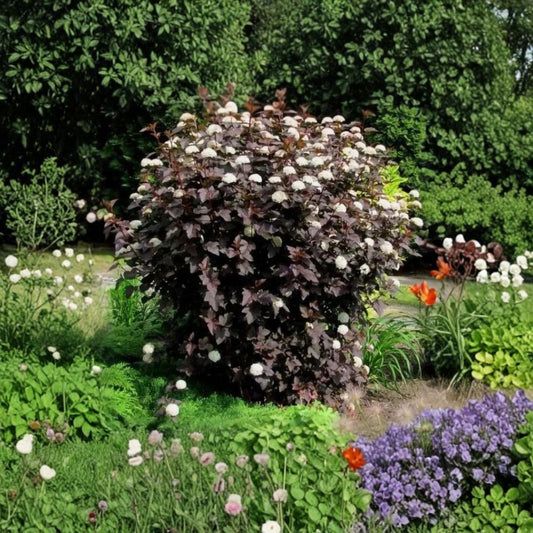 Crimson Diablo Ninebark – Physocarpus opulifolius 'Diablo' Live Plant | 8–18 Inches Tall | Includes 1 Gallon Nursery Pot | Hardy Ornamental Shrub