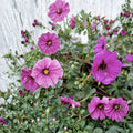 Subcaulescens Geranium Seeds – 25+ Premium Hardy Geranium Flower Seeds | Vibrant Garden Blooms