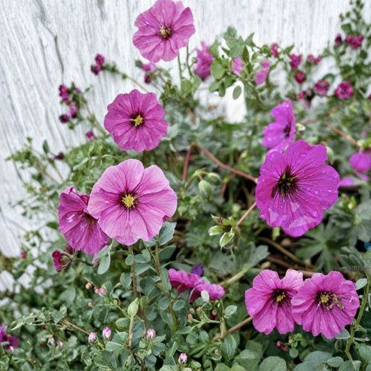 Subcaulescens Geranium Seeds – 25+ Premium Hardy Geranium Flower Seeds | Vibrant Garden Blooms