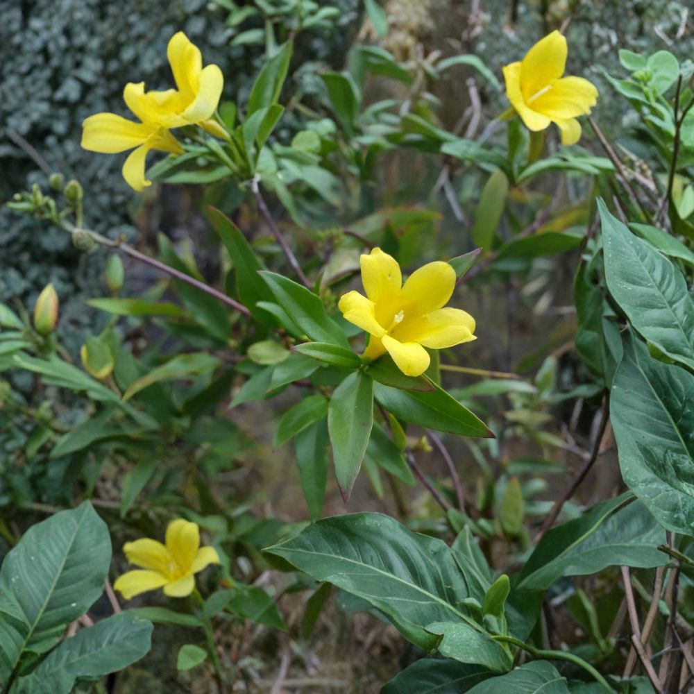 Yellow Jasmine Seeds – 25 Count Gelsemium sempervirens | Carolina Jessamine Vine | Fragrant Florida Native | Winter Blooming Climber