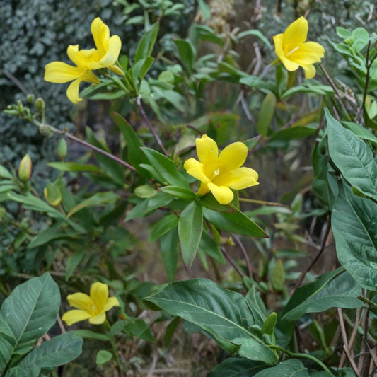 Yellow Jasmine Seeds – 25 Count Gelsemium sempervirens | Carolina Jessamine Vine | Fragrant Florida Native | Winter Blooming Climber