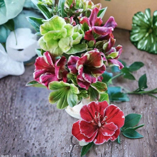 Two Tone Desert Rose Live Plant | 3–6 Inches Tall | Rooted Adenium obesum Seedling | Bare Root Succulent | Ready to Grow
