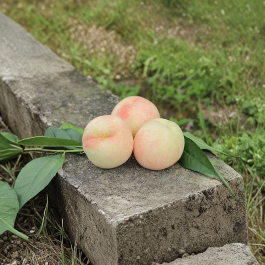 Fenghua Yulu Honey Peach Tree – Prunus persica Live Plant | Sweet Juicy Chinese Peach | Premium Fruit Tree | 奉化玉露水蜜桃苗
