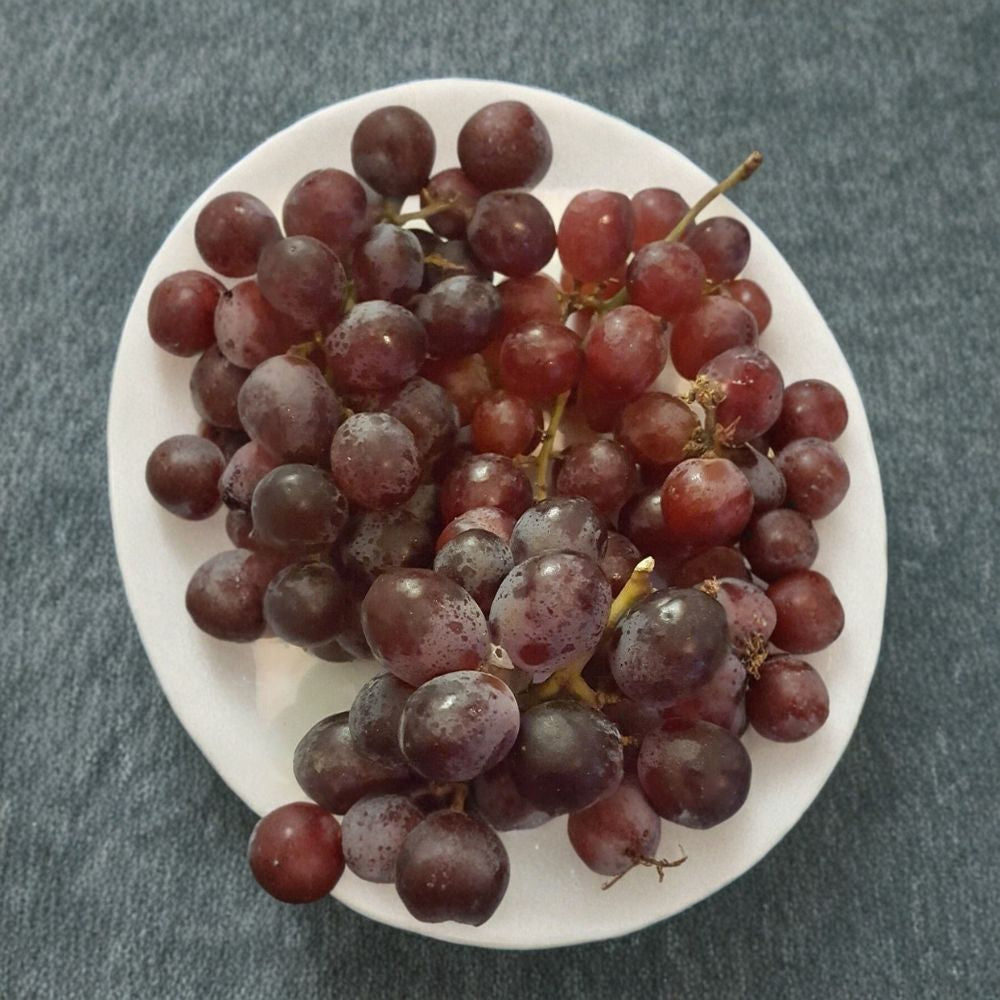 Red Globe Grape Vine – Live Fruit Plant | 1 Gallon Size | Self-Fertile Grape Vine | Home Garden Favorite | Easy to Grow
