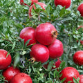 Grenada Pomegranate Tree – Punica granatum ‘Grenada’ Live Plant | 3 Feet Tall | Includes Nursery Pot Fruit Tree Starter | Patio & Backyard Friendly | Early Harvest Variety