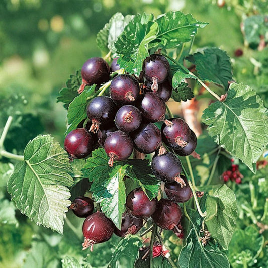 Jostaberry Plant – Gooseberry Currant Cross | Live Rooted Berry Shrub | Thornless Edible Fruit Plant | Zones 3–8