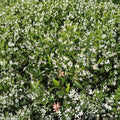 Star Jasmine Cuttings – 10 Pack | Trachelospermum jasminoides | Fragrant Climbing Vine Cuttings | DIY Propagation Plant