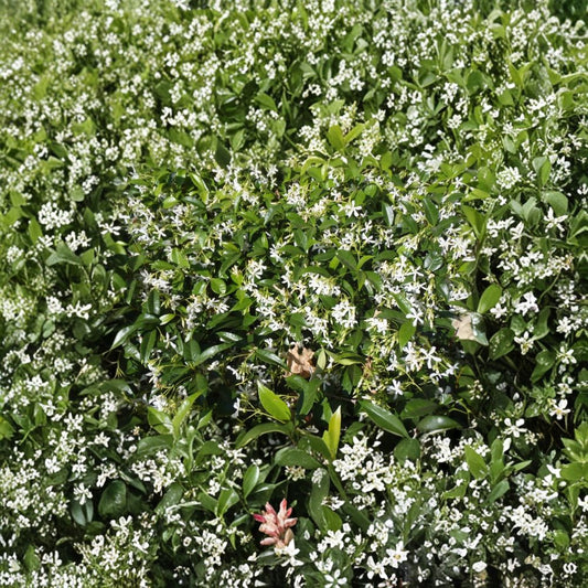 Star Jasmine Cuttings – 10 Pack | Trachelospermum jasminoides | Fragrant Climbing Vine Cuttings | DIY Propagation Plant