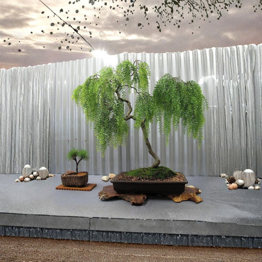Dwarf Australian Weeping Willow Bonsai Cutting – Live Tree Starter | Fast Growing Salix Hybrid | Indoor Outdoor Bonsai DIY Plant | Bare Root No Pot