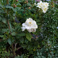 Gardenia Jasminoides Seeds – 200+ Pack | Cape Jasmine Fragrant Flower Seeds | Heirloom Evergreen Shrub | Indoor & Outdoor Garden Plant