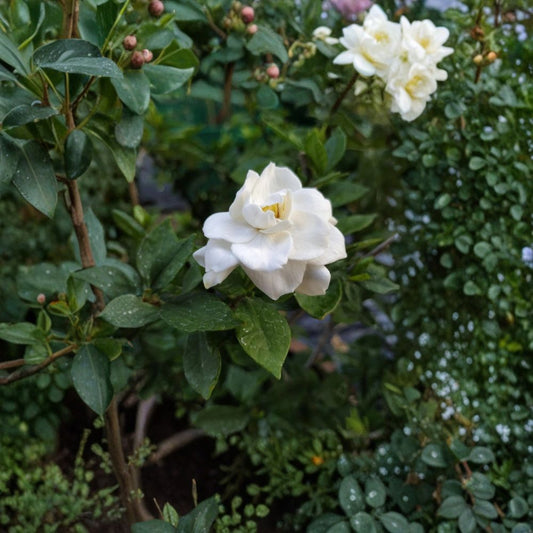 Gardenia Jasminoides Seeds – 200+ Pack | Cape Jasmine Fragrant Flower Seeds | Heirloom Evergreen Shrub | Indoor & Outdoor Garden Plant