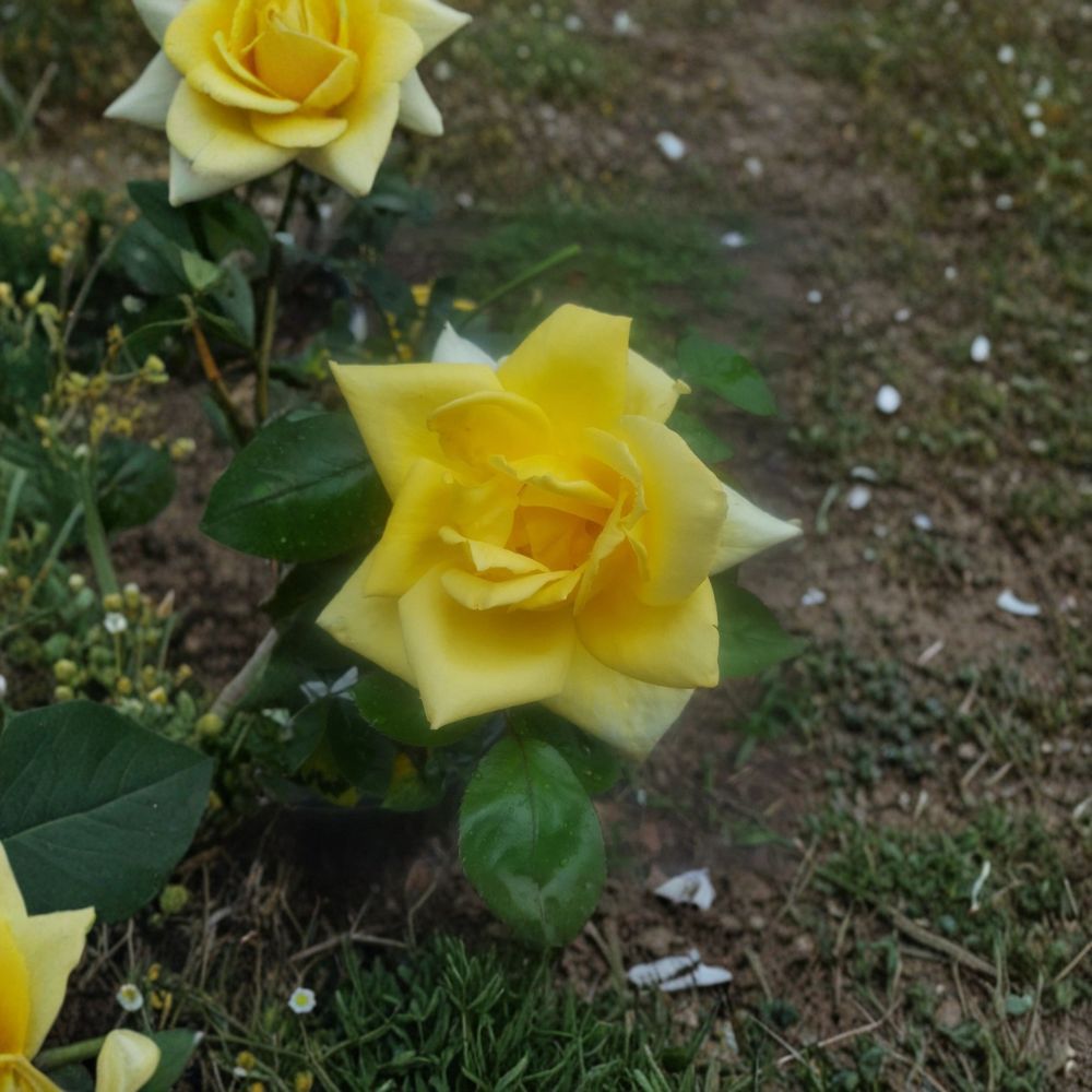 Oregold Grandiflora Rose – Rosa Live Bush Plant | 3 Gallon Size | Bright Yellow Blooms | Landscape & Garden Favorite | Easy Care Flowering Rose