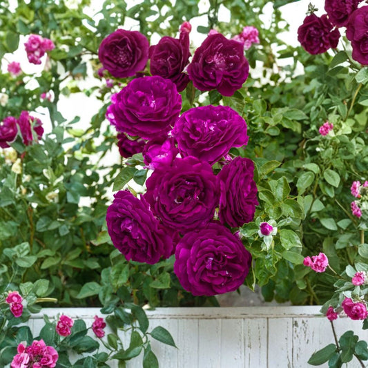 Purple Rose Live Plant | 5–9 Inch Rose Bush | Purple Flowering Rose | Outdoor Garden Plant | Full Sun | Spring & Summer Bloomer | Starter Rose