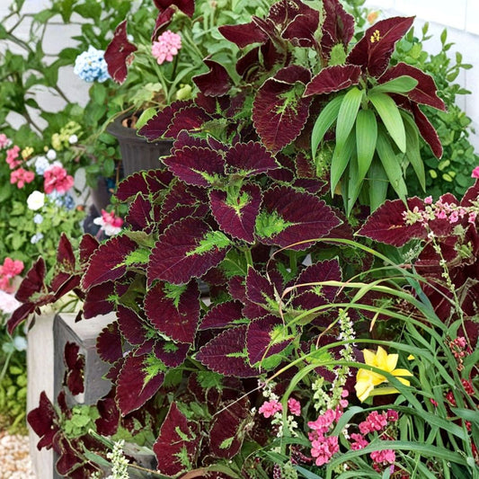 Dipt In Wine Coleus – Set of 3 Live Plants | 4–6 Inches Tall | No Pot | Rich Wine-Colored Foliage | Ornamental Garden & Patio Plant | Easy Care