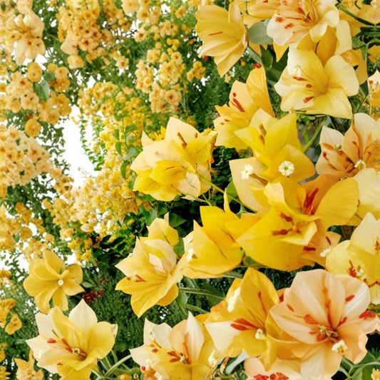 Gold Bougainvillea – Live Starter Plug Plant | Well-Rooted | Ships in Nursery Pot | Tropical Flowering Vine | Easy to Grow