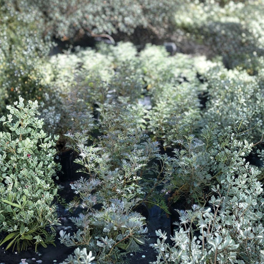 Wormwood ‘Powis Castle’ – Artemisia 'Powis Castle' Live Plant | Fully Rooted 1 Gallon | Silver Foliage Perennial | Drought Tolerant