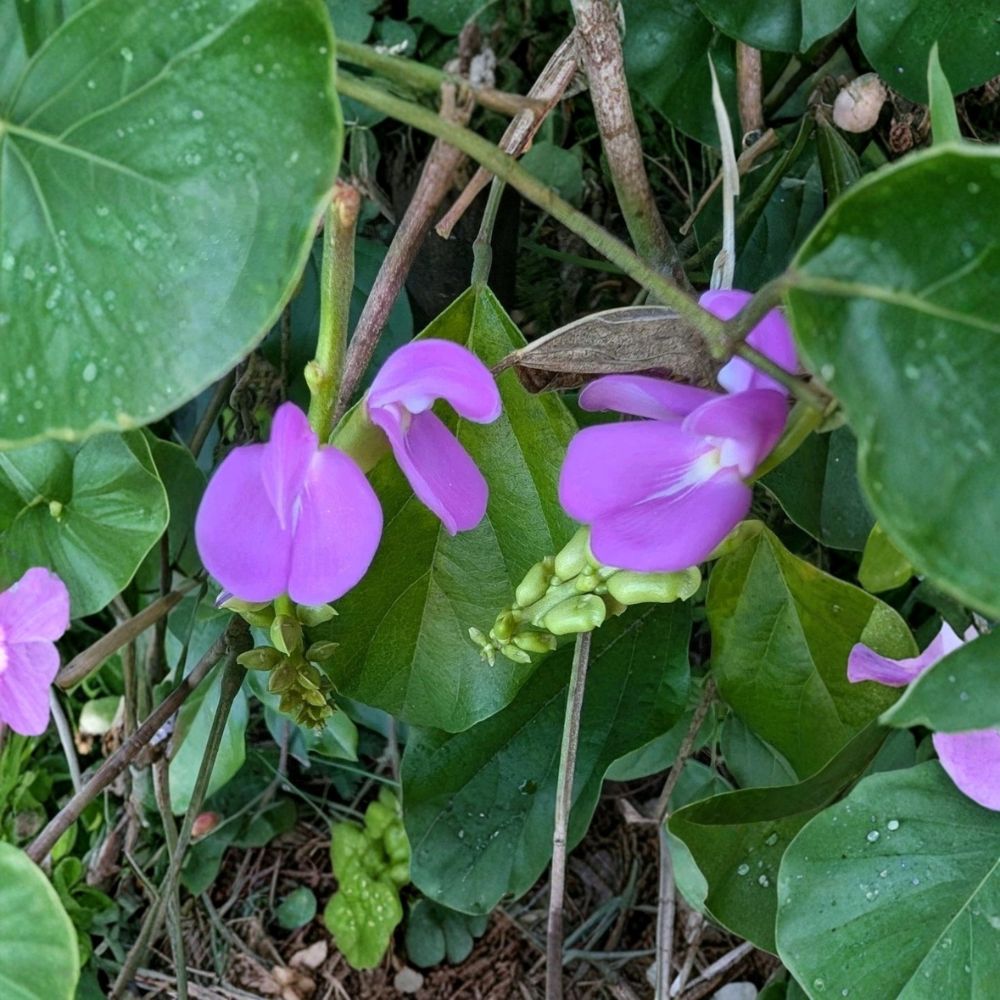 Beach Bay Bean – Canavalia rosea Live Rooted Plant | Starter Vine | Salt-Tolerant Coastal Native | Tropical Groundcover