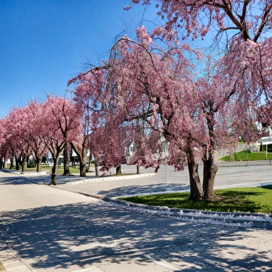 Pink Japanese Weeping Cherry Tree – Live Plant | 4–8+ Inches Tall | Rooted Ornamental Tree | Hardy Flowering Cherry | Garden & Landscape