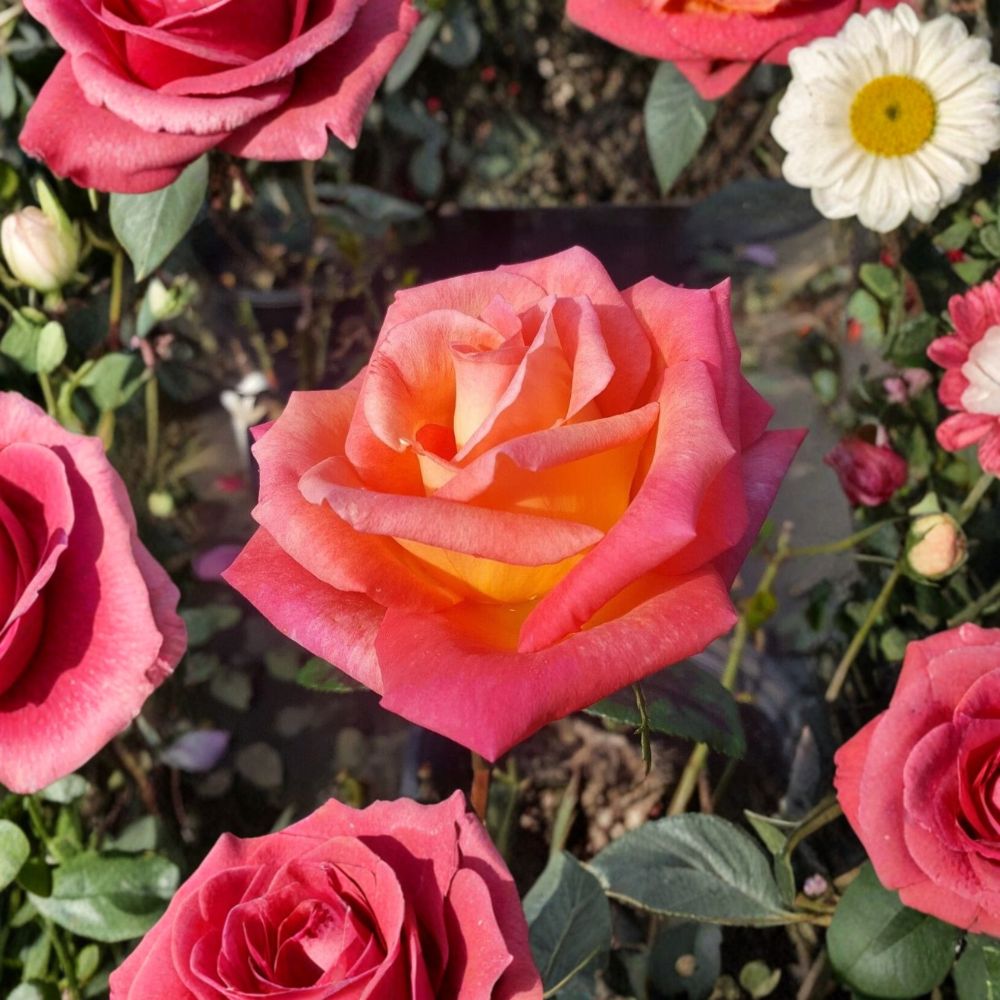 Mikado Hybrid Tea Rose – Live Rose Bush Plant | 2 Gallon Size | Scarlet & Yellow Blooms | Fine Roses Garden Shrub | Hardy Flowering Plant