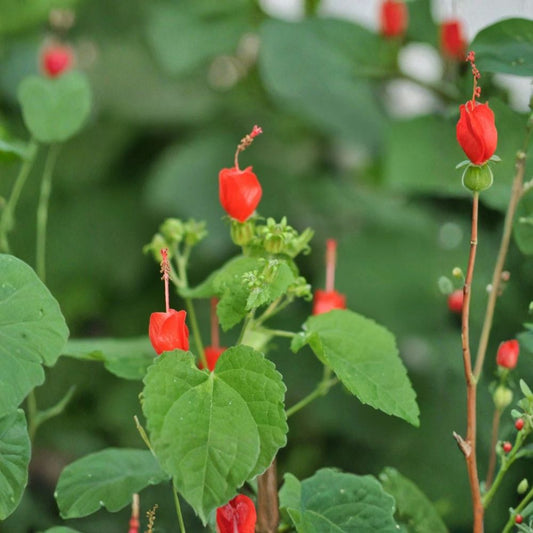 Turk's Cap – Malvaviscus arboreus Live Plant | Fully Rooted in 1 Gallon Nursery Pot | Hummingbird Friendly | Easy to Grow